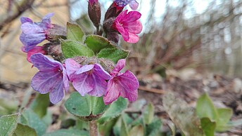 Leberblümchen