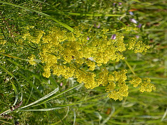 Echtes Labkraut