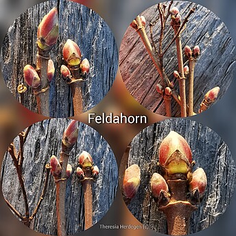 Feldahorn
